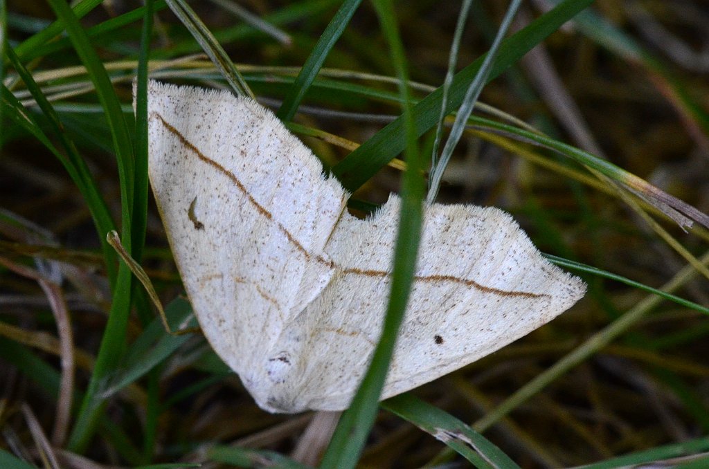 018 2016-07199766 Wachusett Meadow, MA.JPG - Confused Eusarca (Eusarca confusaria). Wachusett Meadow Wildlife Refuge, MA, 7-29-2016